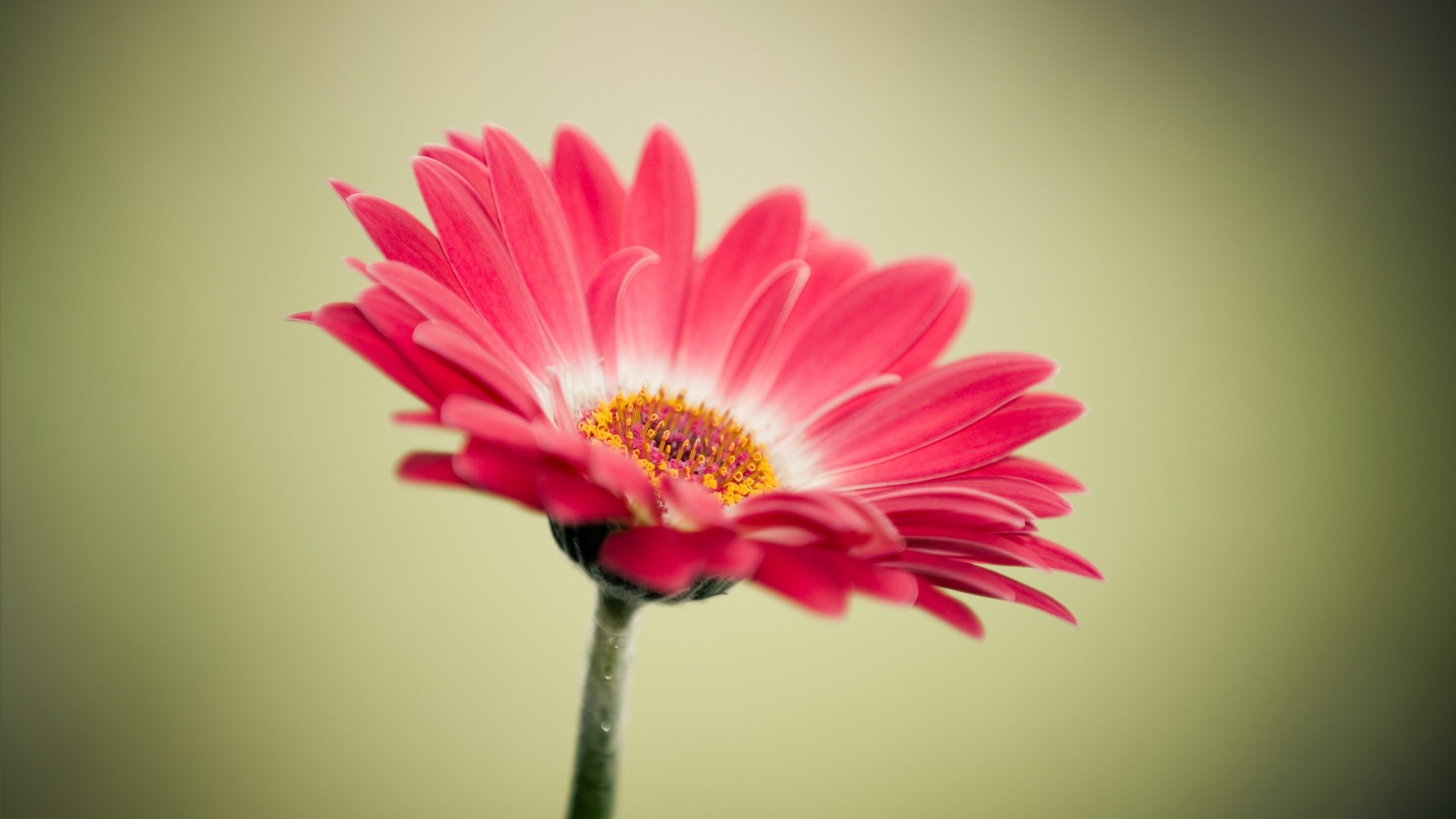 Uma flor